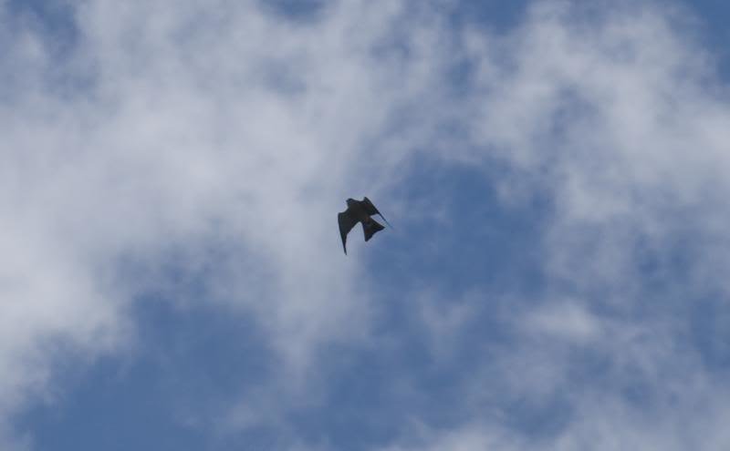 Bird2_zps0d0fe9a5_b7fd8e8aaf521b93b467f969d55279daacf91b4b.jpg