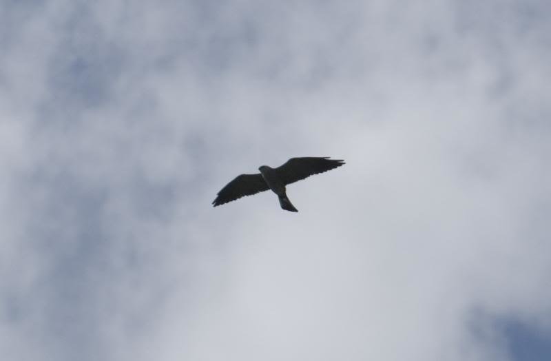 Bird3_zps324113cd_8af1fcfcd849298ef41f09c086504a03a69b023a.jpg