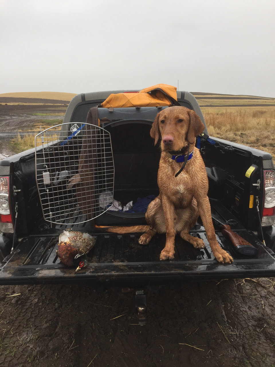 BirdDog.jpg