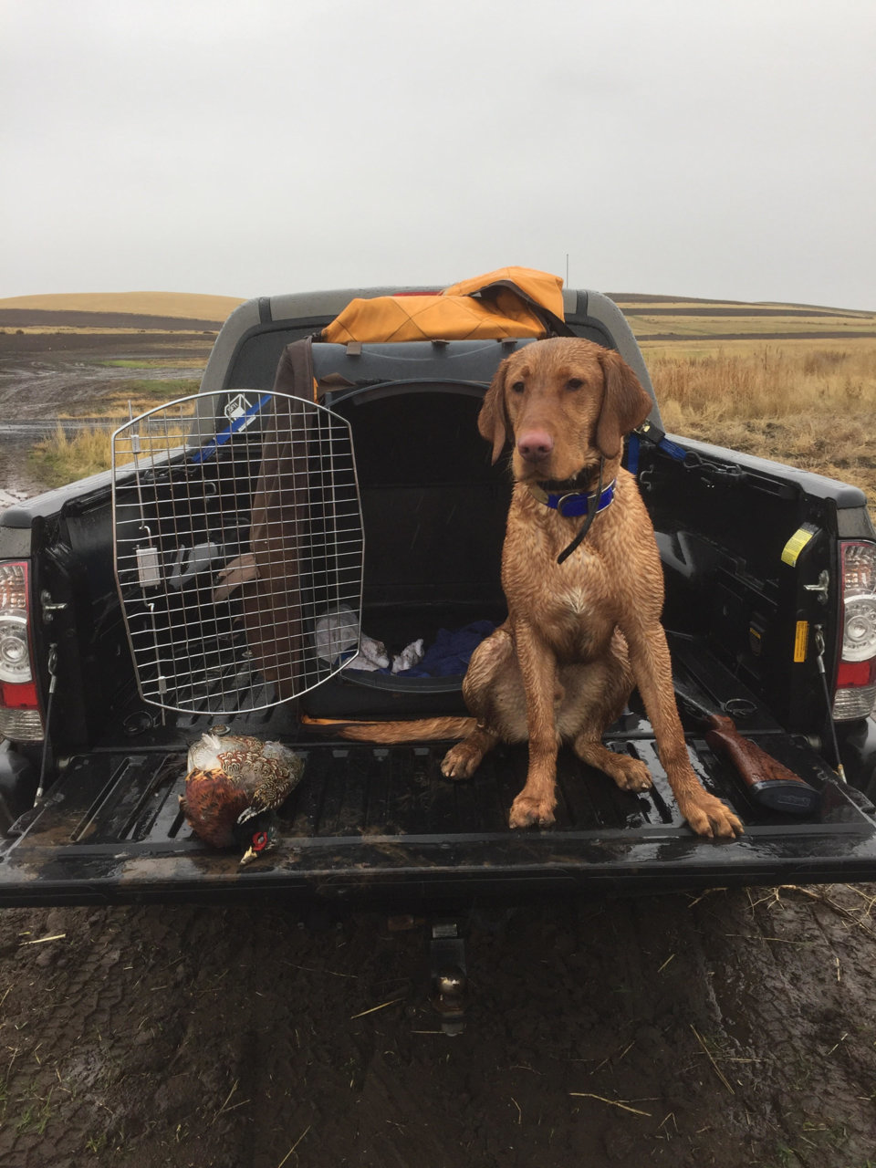 BirdDog.jpg