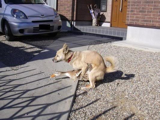 BirdDogPups_c3194aa62c2a3fe4e34d4302b708ba05764063aa.jpg