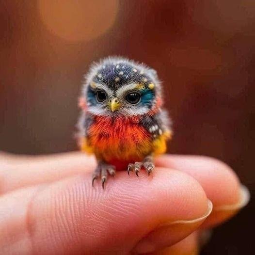 birde.jpg