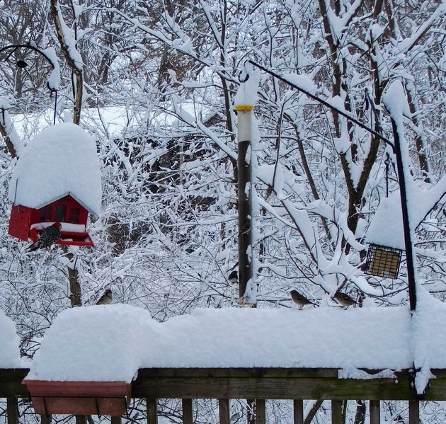 birdfeedersfebsnow.jpg