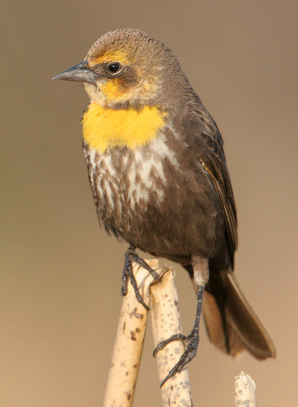 birdie.jpg