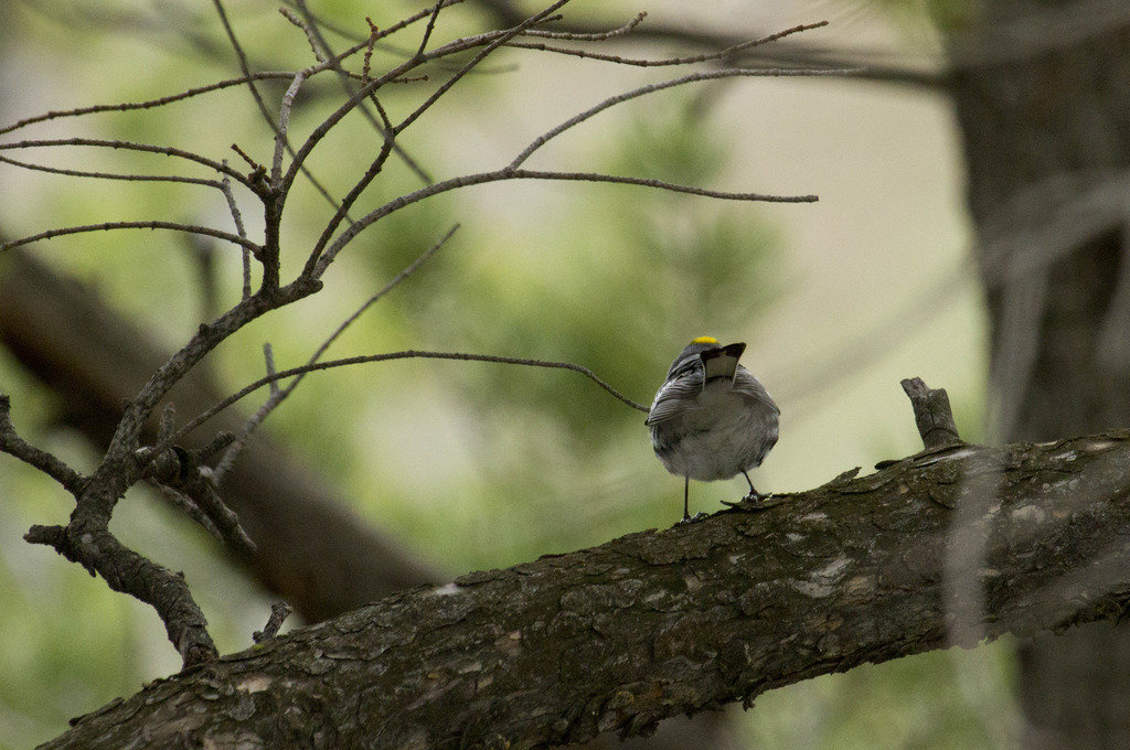 birdie_zps2unhivuf_60f2f5afa5102f188aededabad274020516dfc92.jpg