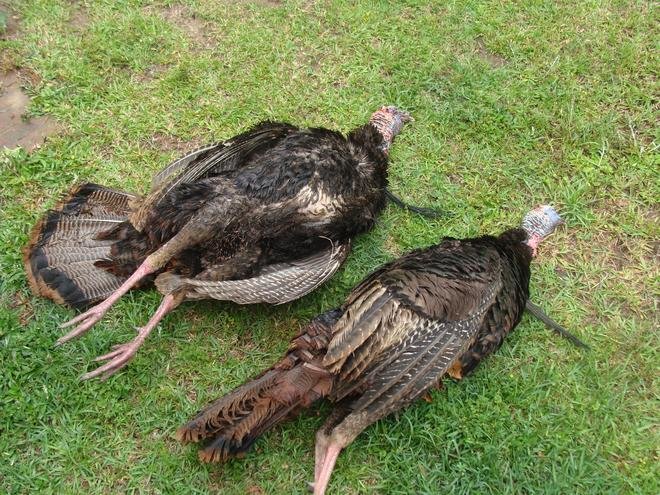 Birds.jpg
