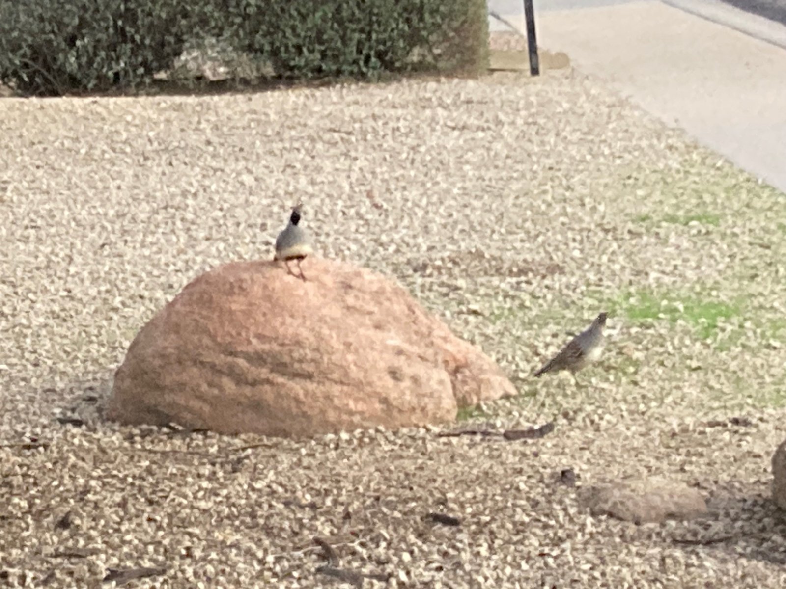 BirdsFrontYard.jpg