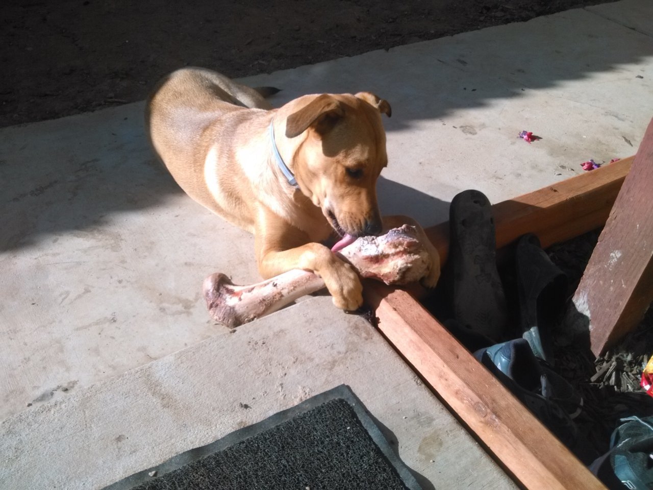 Birthday Bone.jpg