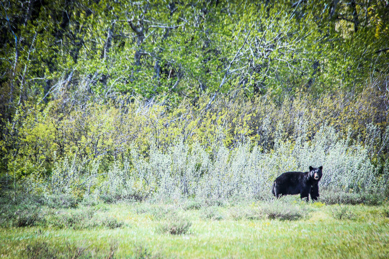 black bear (1 of 1).jpg