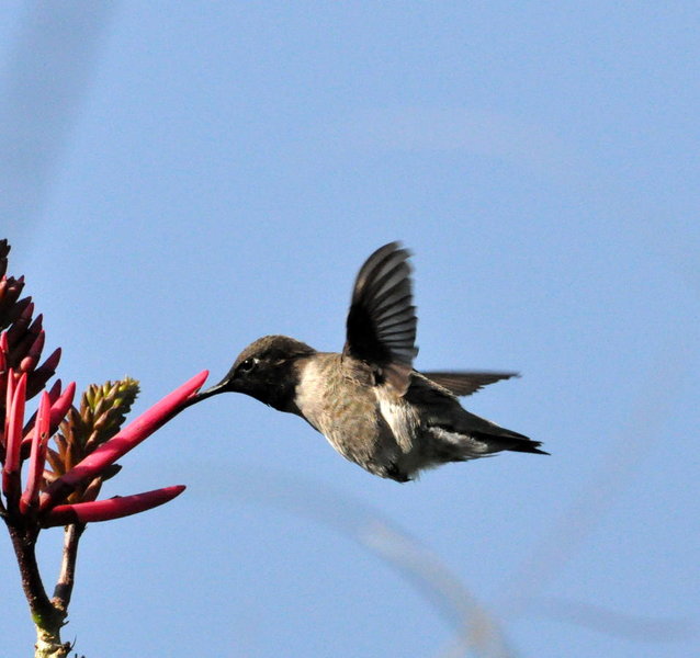 Black Chinned Hummer.jpg