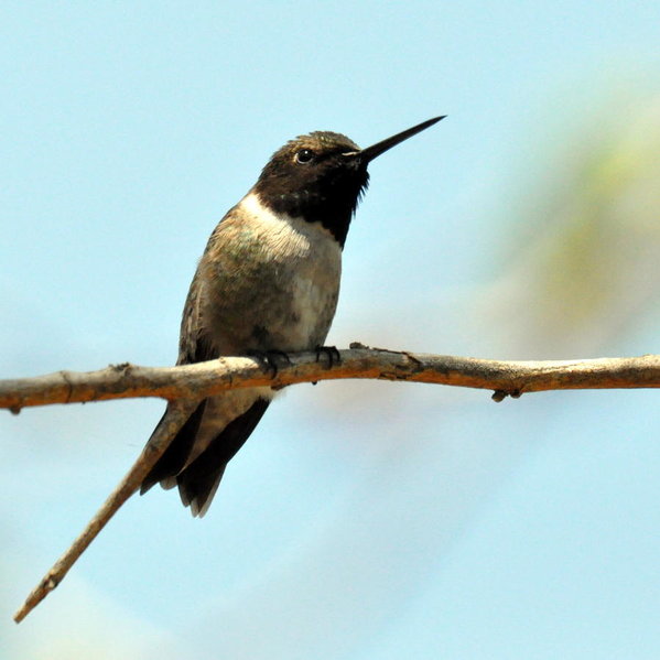 Black-chinned Hummingbird 2.jpg