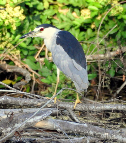 Black Crowned Night Heron.jpg