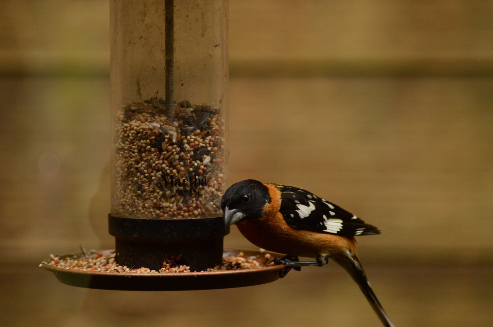 Black-headed grosbeak.jpg