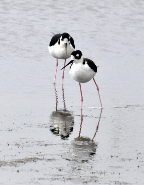 Black Neck Stilts.jpg