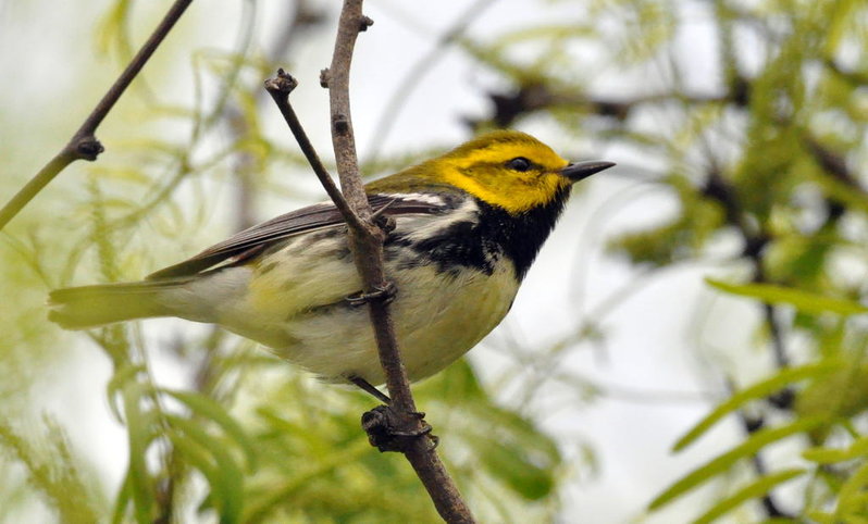 Black Throated Green Warbler.jpg