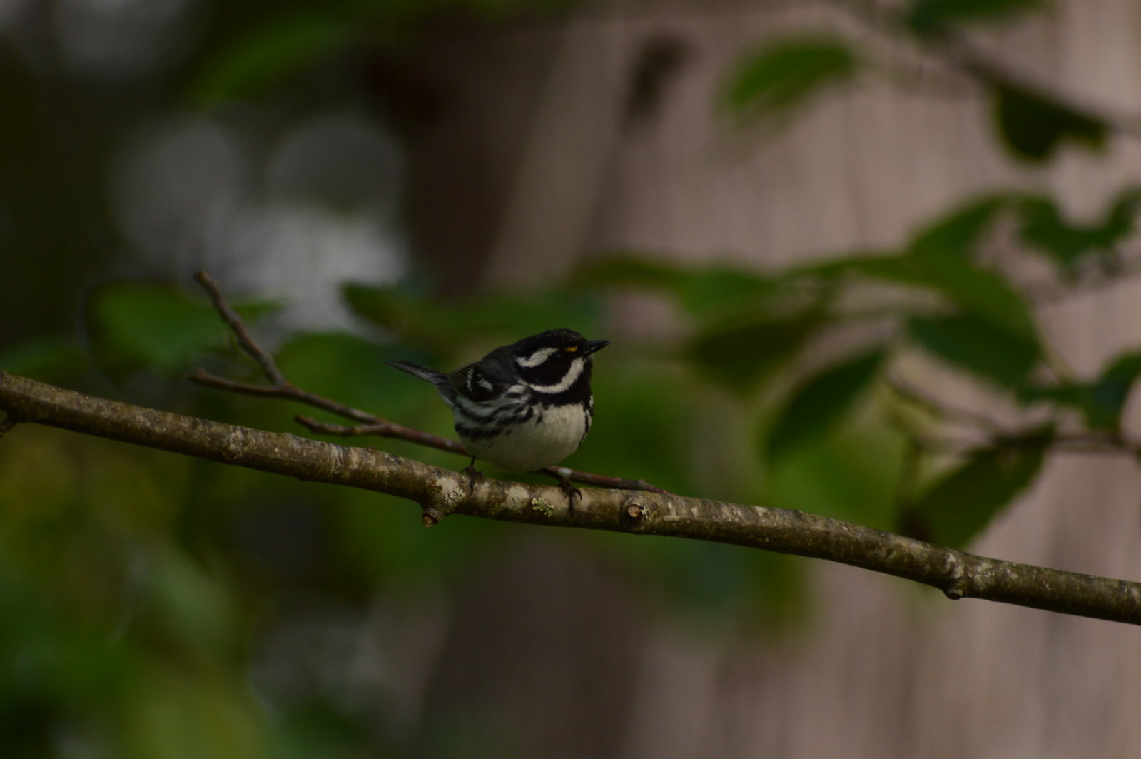 black throated grey warbler.jpg