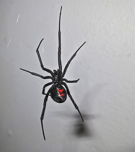 Black-Widow-Spider.jpg