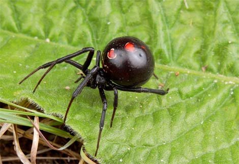 Black-Widow2.jpg