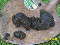blackbearscat200dm.jpg