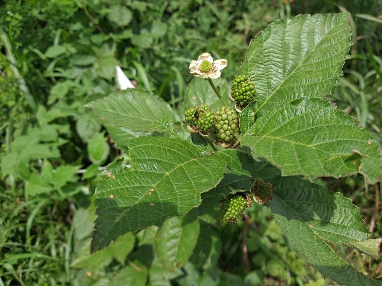 Blackberry5.jpg