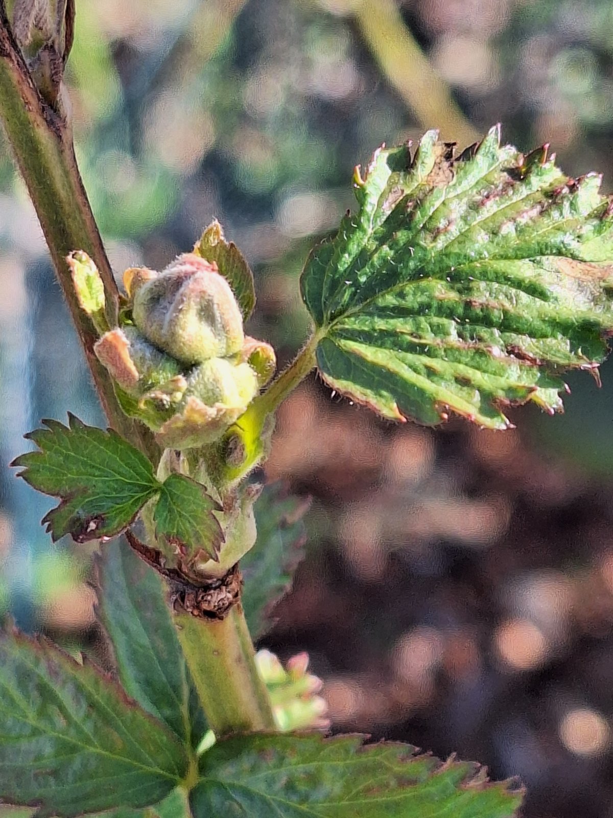 Blackberrybud.jpg