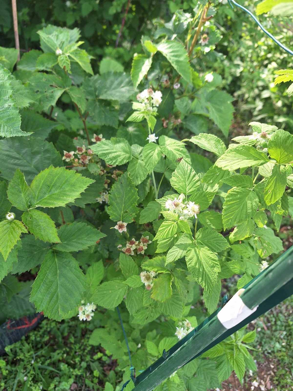 Blackberrybuds.jpg