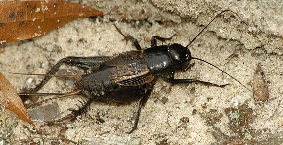 BlackCricket_California.jpg