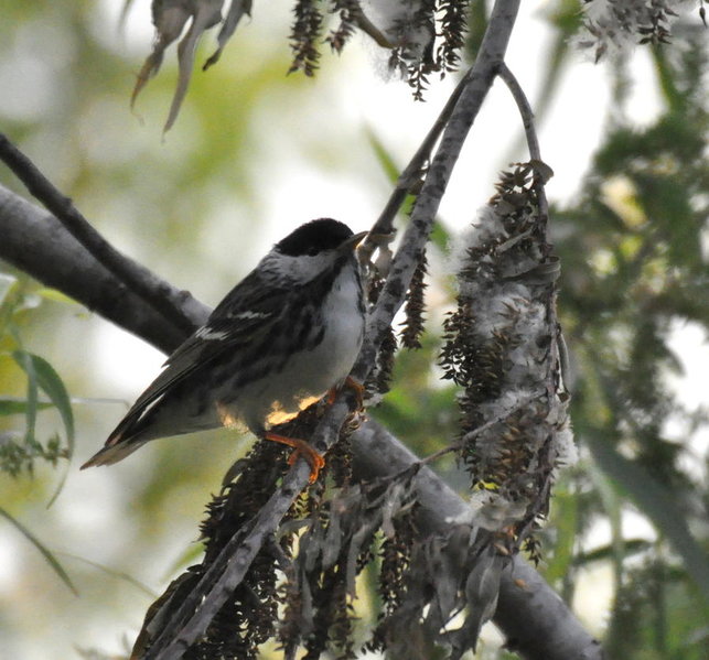 Blackpoll Warbler.jpg