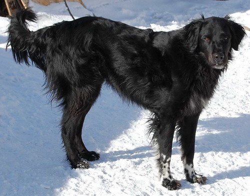 blacky.jpg