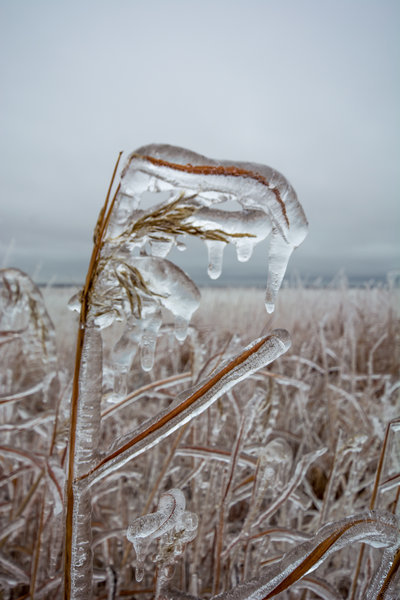 blade of grass-0036.jpg
