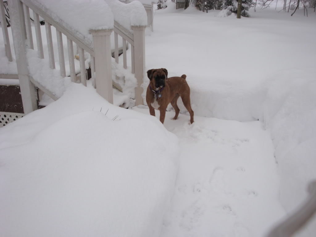 Blizzard201028_7b5e90548bbc7b105ed70c8de572fd96b556cfdc.jpg