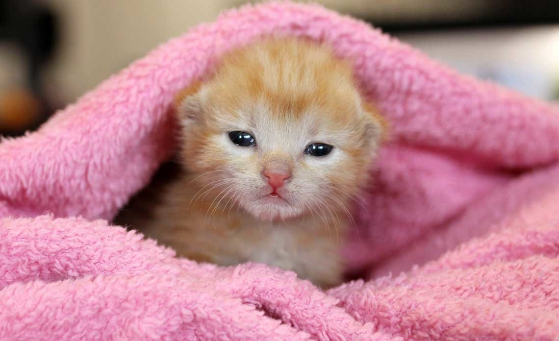 blog-kitten-nursery-operation-kindness.jpg