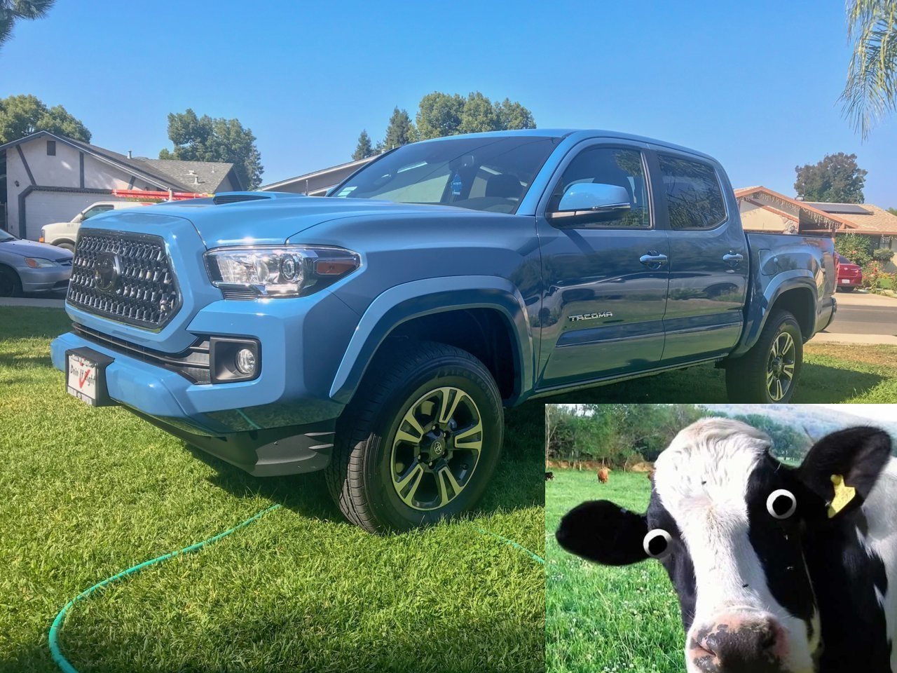 bloo taco.jpg