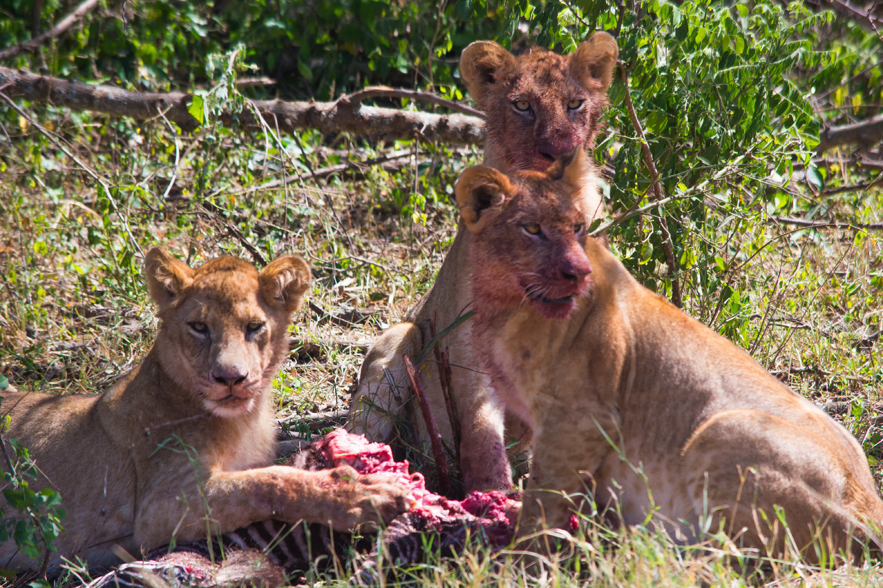 blood face cubs-0142.jpg