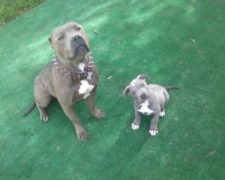 blue and jr.jpg