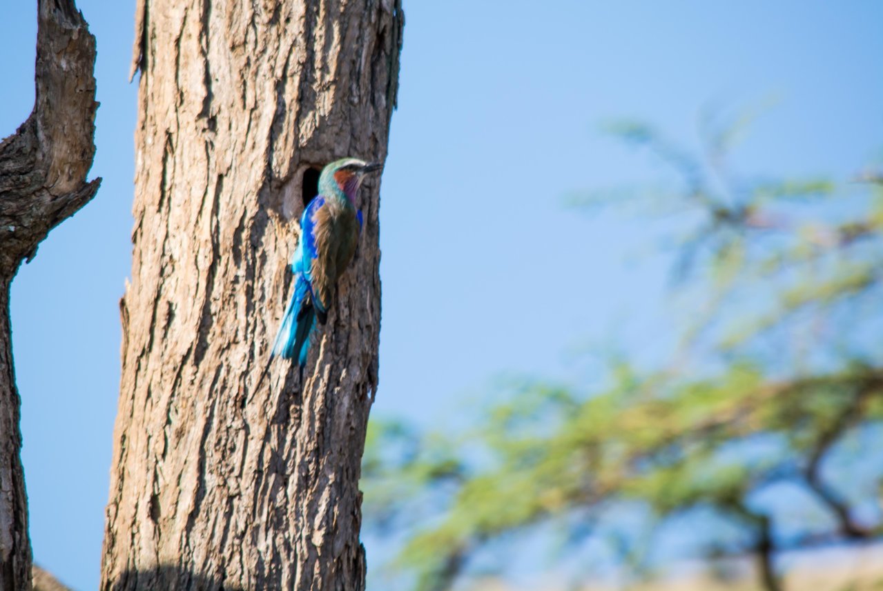 blue bird (1 of 1).jpg