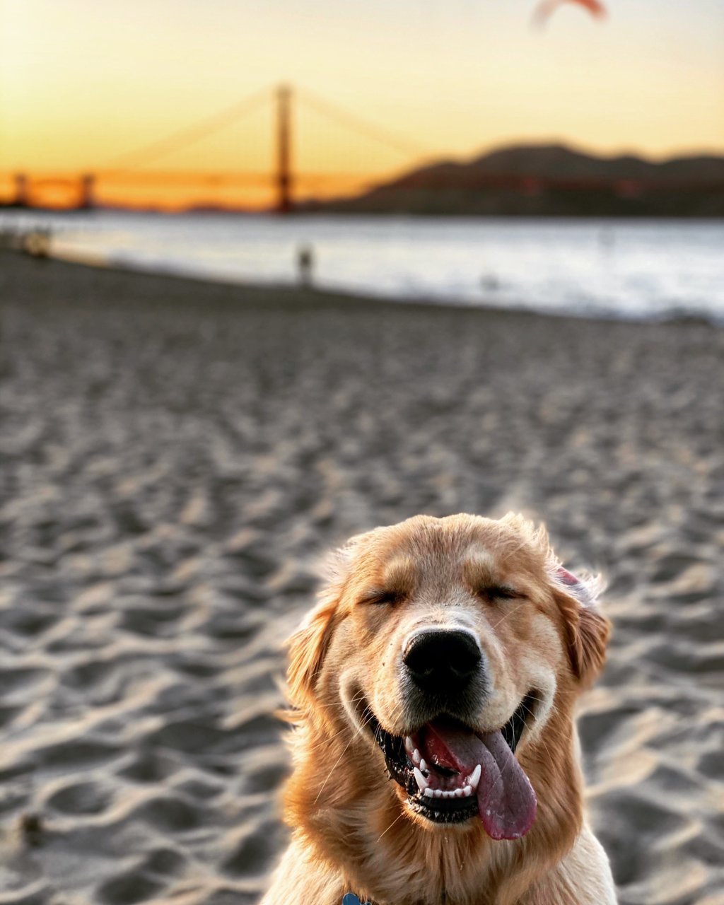 Blue golden gate.jpg