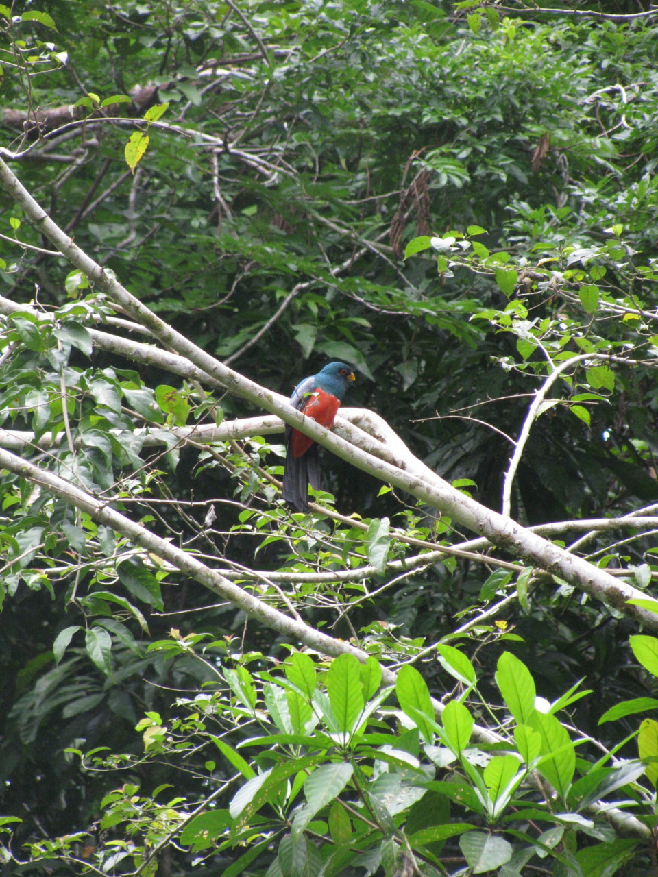 blue head trogon.jpg