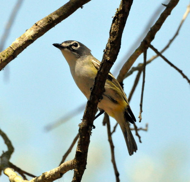 Blue headed Vireo.jpg