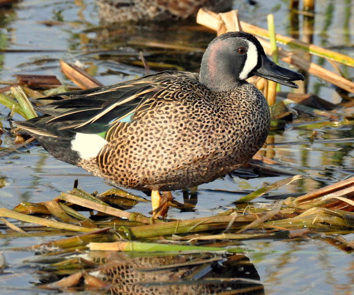 blue wing teal 2.jpg