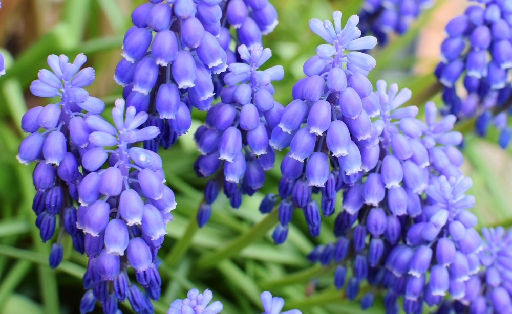 bluebell.jpg