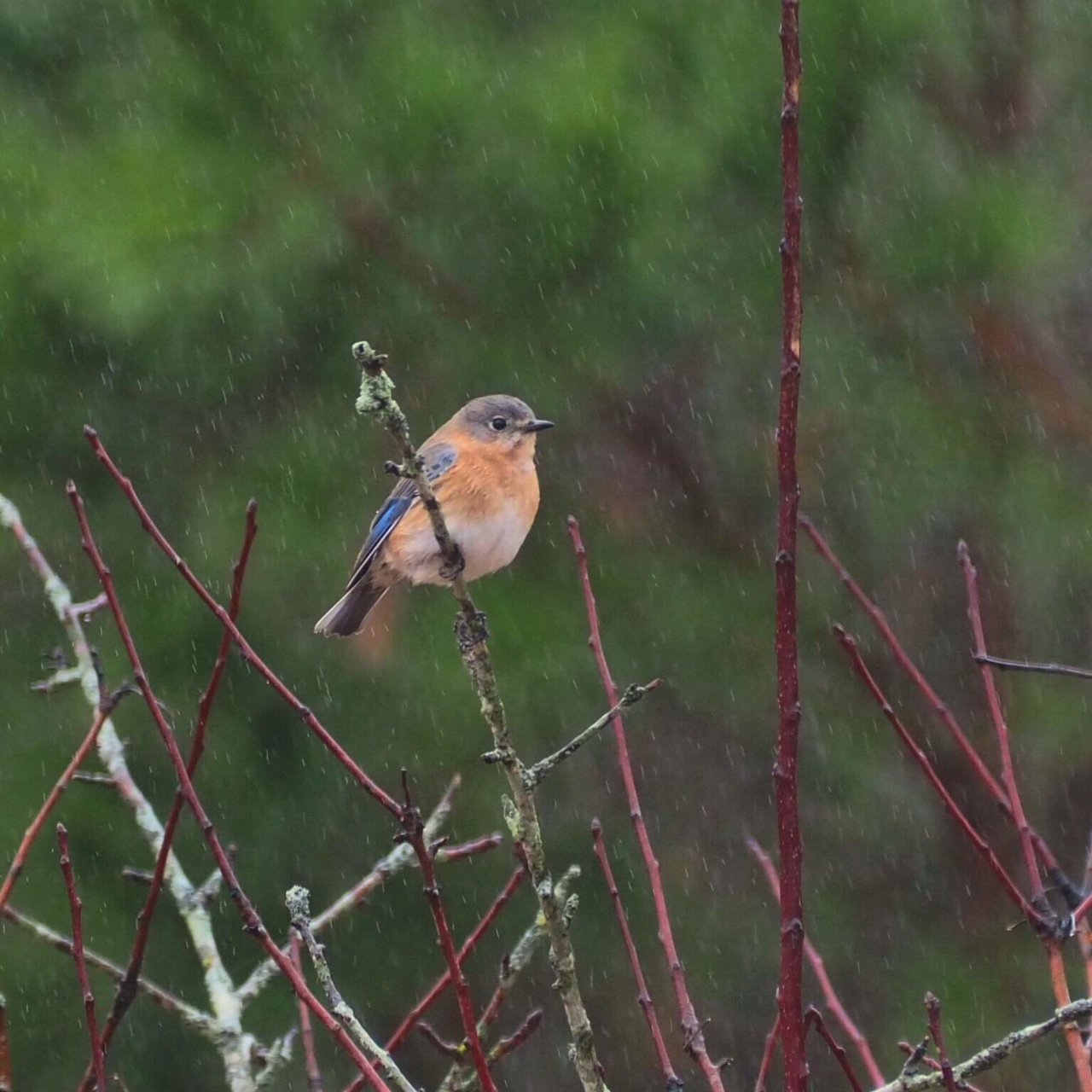 bluebird.jpg