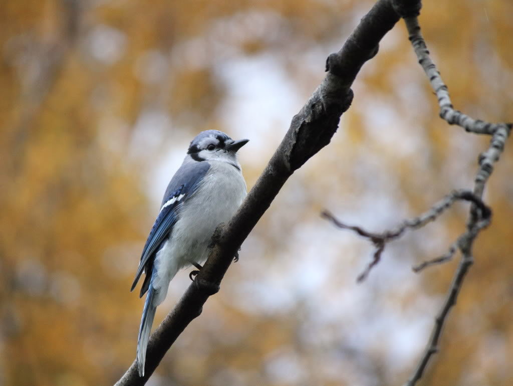 BlueJay_31abde39324454bbc530186089a078fd1224cc94.jpg