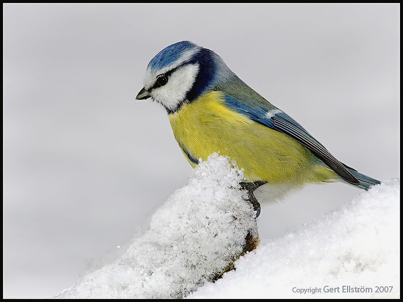 bluetit_080103__h3l1798_ea16f5ad9b298ec0494de1fb6403e89c678ff8af.jpg