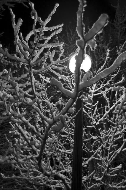 blwhtree_803a516a6812a546806cb269d743d4feb7c9ac49.jpg
