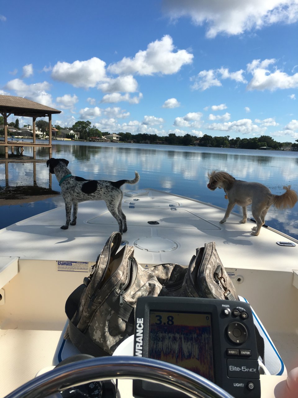 boatdog.jpg