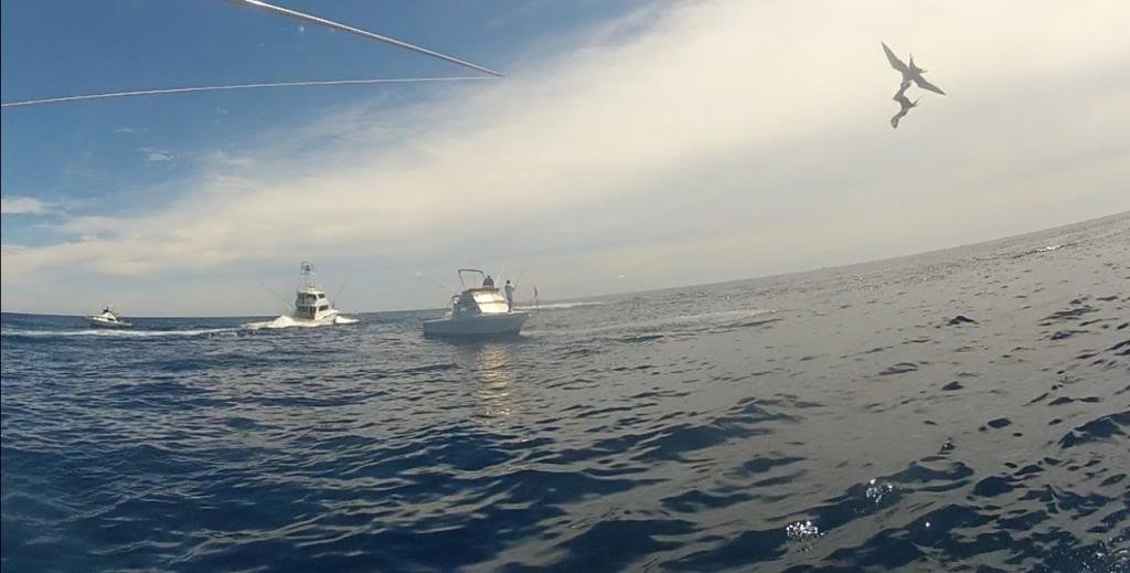boatsworkingthebaitballs_05ae2c4c64ce9279c4993ae02978386a2aed7032.jpg