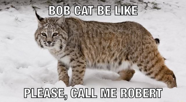 bob-cat-be-like-please-call-me-robert-meme-3a619b418e45b54a-02ff83b13de9e5c2.jpg