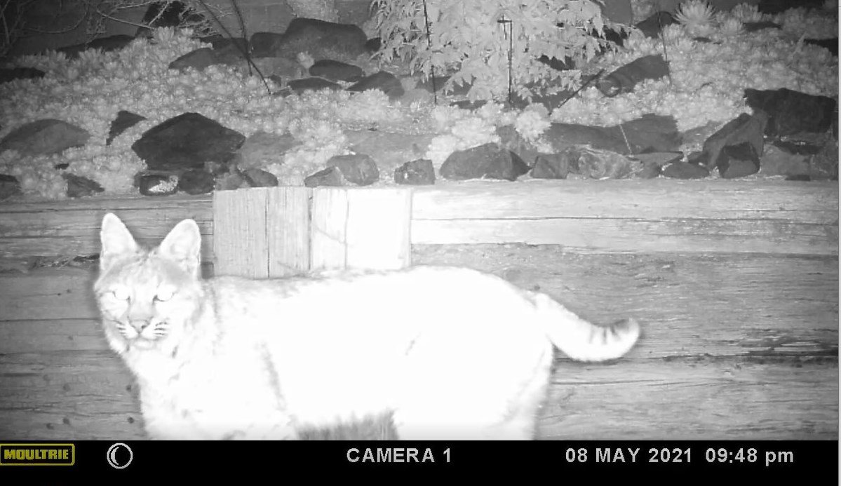 Bobcat in the Yard.jpg