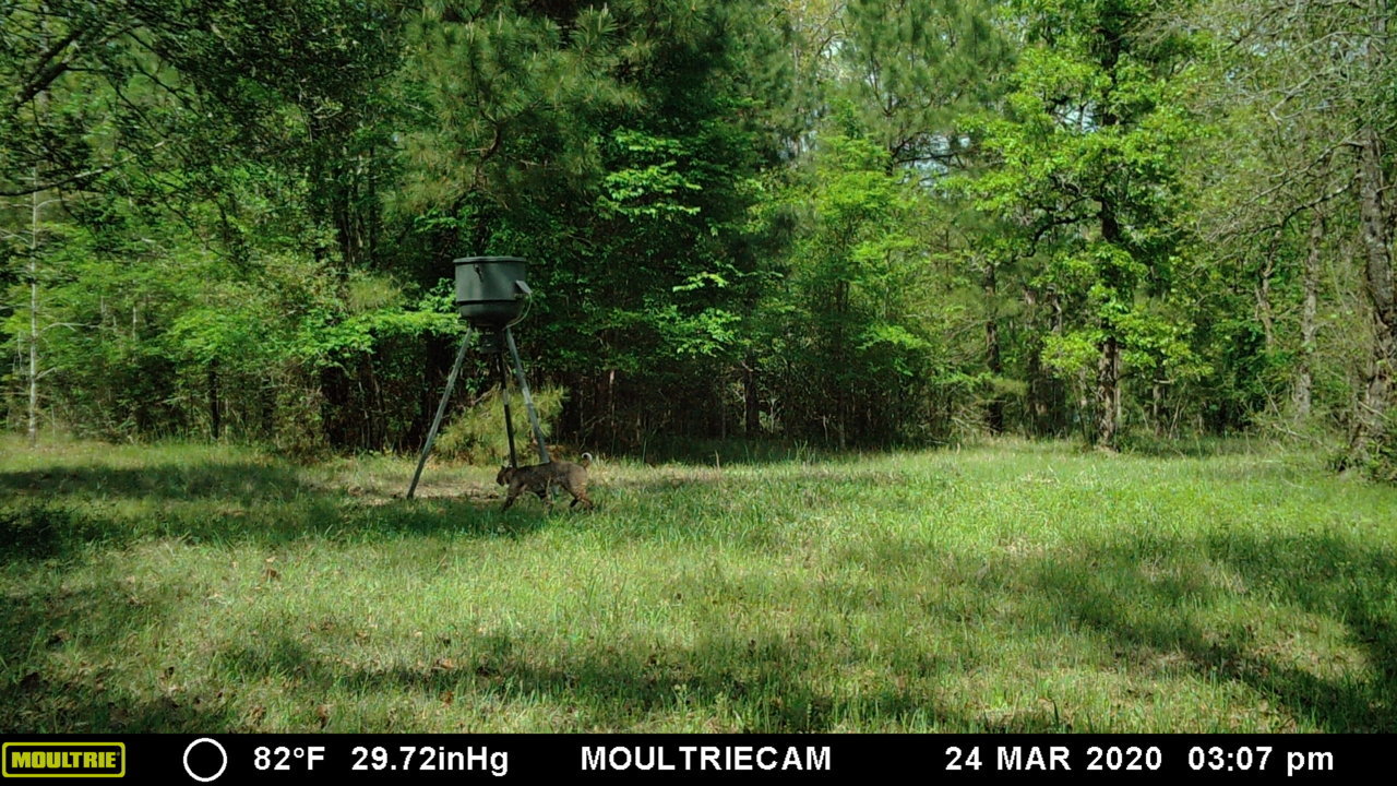Bobcat.jpg